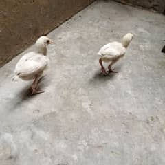 Heera