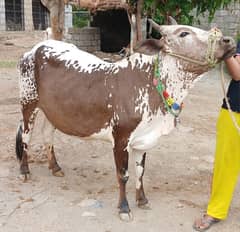 cow for Qurbani