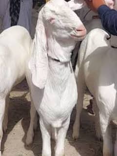قصاب دستیاب ہے