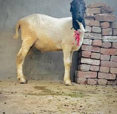 Mundra