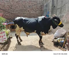 bull