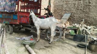 Bakra Donda