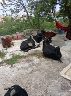 Qurbani Vehry
