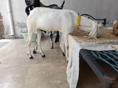 very beautiful for qurbani
