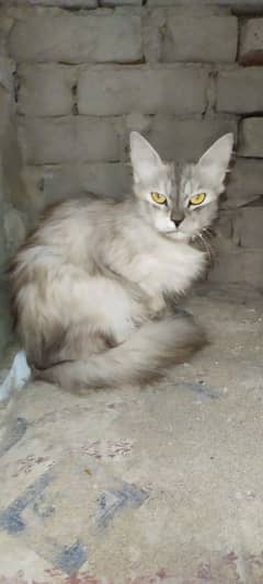 Persion Cat