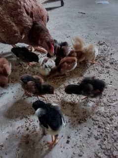 Thai caross aseel chicks 03014237451 call me