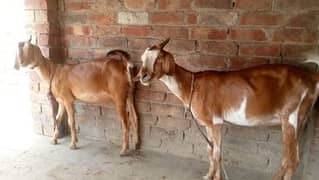 Goats for sale mother and daughter
