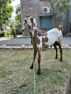 Qurbani bkra for sale