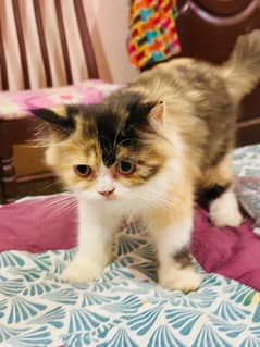 persian baby female