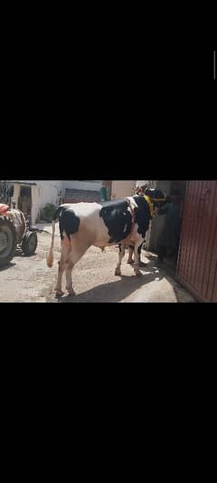 ولایتی بچھڑا، عمر 2.5 سال walaiti bull 4 teeth