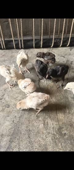 thai crass aseel chicks for sell