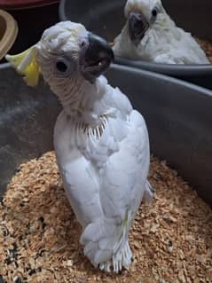 triton cockatoo
