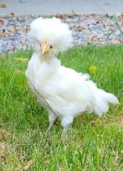 polish fancy han. very active beautifull