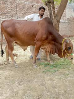 bachay