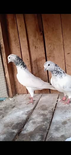 pure chuha pair 03707139595 WhatsApp and call number