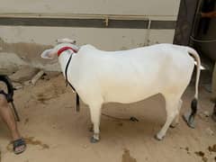 cow