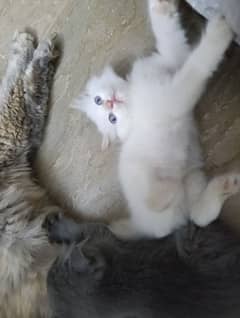 Persian Kittens for Sales