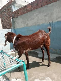 Andal