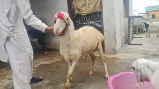 Turkey Home Grown Sheep