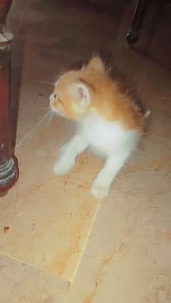 Beautiful Play Cat for Sale