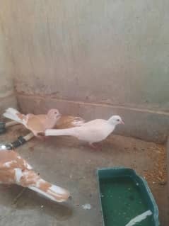 all pairs home breed hain gar per he breed  karwai ha