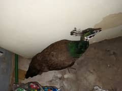 Peacock