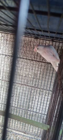 Albino,blue fishri,lotino fishri,black move