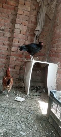 Aseel
