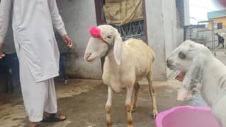 ترکی دنبہ پکا کھیرا