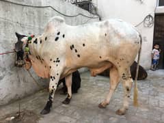 Bull Fateh Jangi Ox