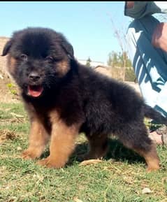 German shepherd long cout mail 2 mahnt for sale