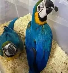 blue macaw parrot chicks for sale call number 03451481697