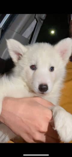 Siberian husky puppy