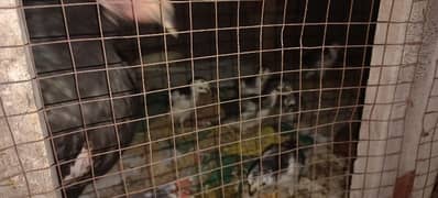 Pure Thai Chicks (1month)