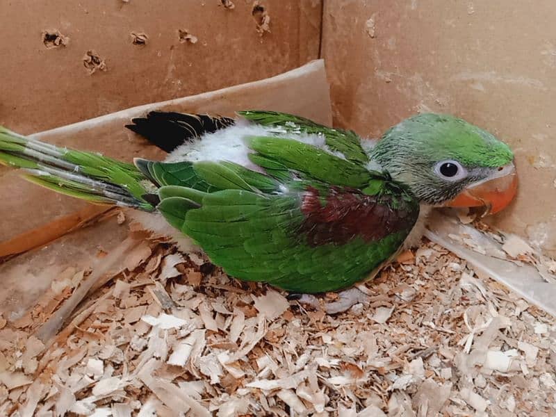 Kashmar jamboo size Raw parrot chik sell loc like male 0