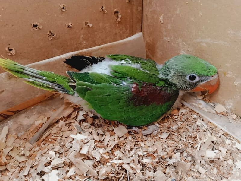 Kashmar jamboo size Raw parrot chik sell loc like male 1