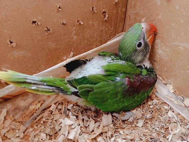 Kashmar jamboo size Raw parrot chik sell loc like male 2
