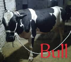 Qurbani bull | Bachra |  bachri Cow | Wehra | بچرا | qurbani 2025