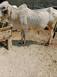 Bulls / Bufflao / بھینس / Sahiwal Bulls / 2Dant /QUrbani Janwar 202
