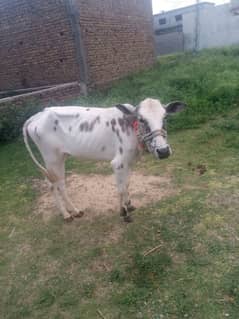 Fatha jangi Vehri For Sale