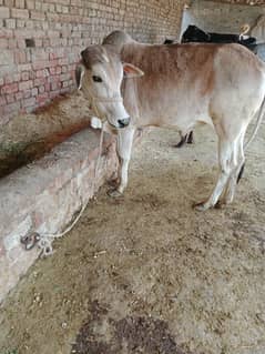 Bulls / Bufflao / بھینس / Sahiwal Bulls / 2Dant /QUrbani Janwar 202