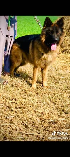 German shepherd puppies Triple cord pure