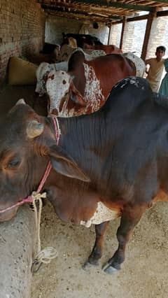 Bulls / Bufflao / بھینس / Sahiwal Bulls / 2Dant /QUrbani Janwar 202