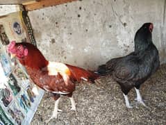 home breed qandhari and mainwali aseel chicks