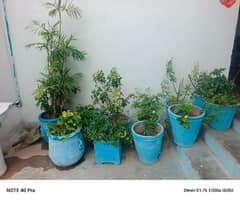 plants
