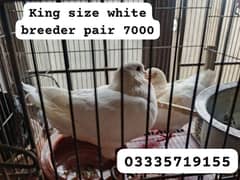king size pigeon