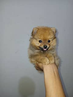 pomeranian