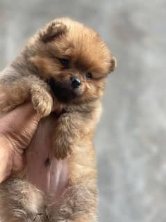 pomeranian