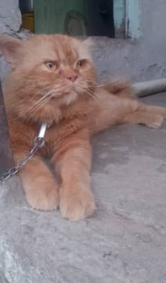 Persian