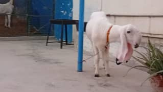 Dumba,